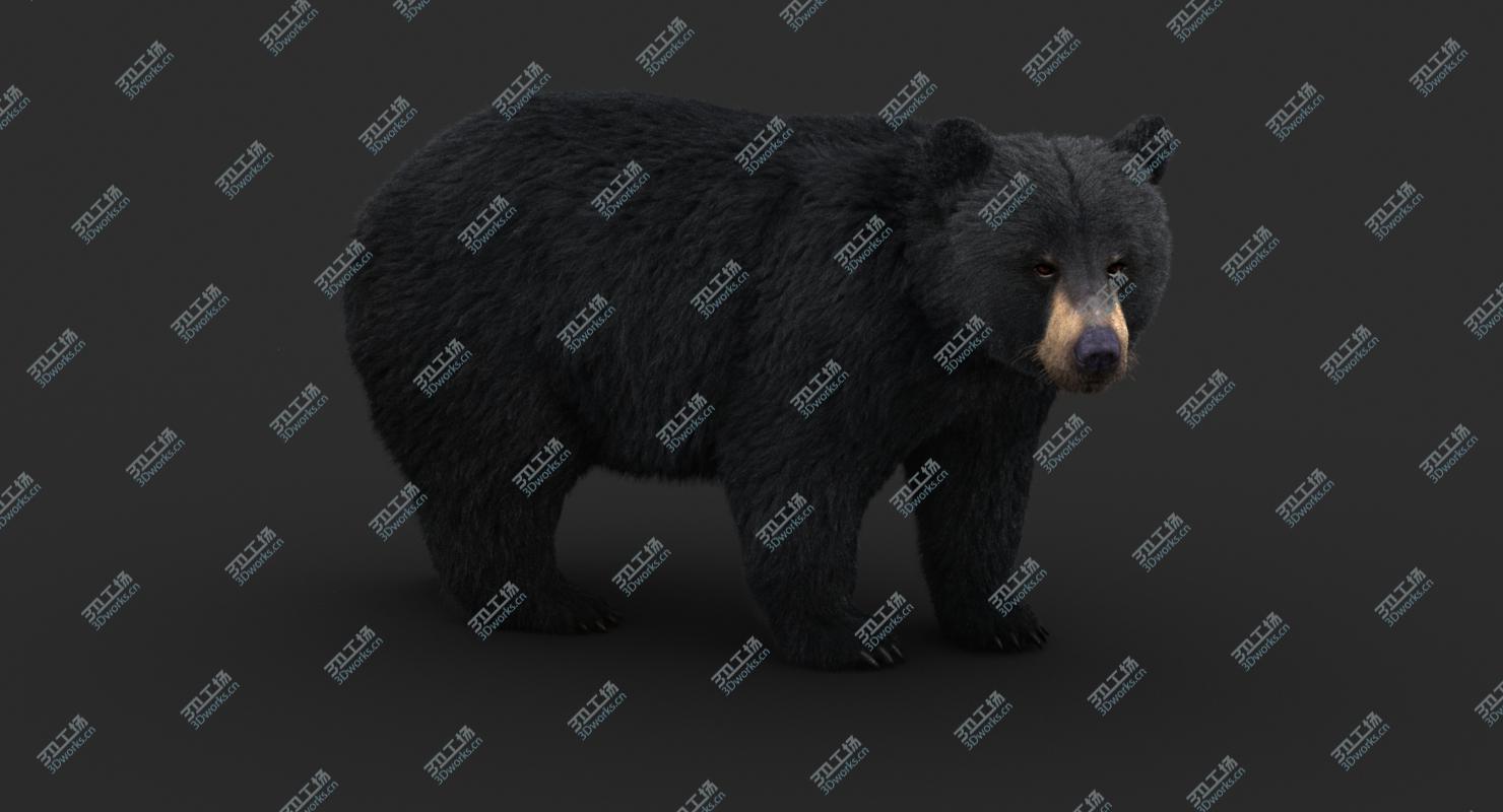 images/goods_img/202105071/Black Bear (Fur) 3D model/2.jpg